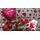 Valentine arrangement (9) red roses + balloon + bear