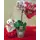 Valentine Love plant "Orchid"