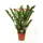 Φυτό "Zamioculcas"  (Zamia)