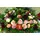 Ecuador roses.Big basket 0,65m.x0,50m. full of flowers!!!