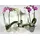 Phalaenopsis (1) Plant with (2) spikes of flowers + Pot. (only for ATTICA REGION GREECE)