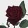 Μαύρα Τριαντάφυλλα Φυσικά (21) τεμ. Black Baccara ! Ανθοδέσμη ή Μπουκέτο.