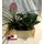 Plant Arrangement in Wooden Pot.