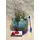 Air Plants tillandsias in glass vase with decoration.