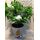 Gardenia in Zink Decorative Pot
