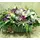 Basket with Purple Season Flowers.
