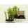 Bonsai plant "Metasequoia"