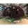 Roses Natural Black Baccara (70) stems. Very Exclusive. Quality Basket Arrangement.