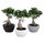 Φυτό μπονσάι  "Ginseng Ficus microcarpa"  Potsize 19cm Height 40cm !! Exclusive !!!!" .Νέο, Ιδιαίτερο !!!