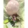 New Born Baby "smart pack" Flower Basket + Card + Balloon + Chocolates !!!