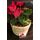 Christmas Plants in basket - (3) Plants & Decoration !!! (Random varieties & colors)