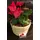 Christmas Plants in basket - (3) Plants & Decoration !!! (Random varieties & colors)