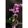 Orchid phalaenopsis plant "(2)flower spikes" + Tillandsia and decoration