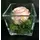 Rose Big Head (6cm)  (preserved) In Arrangement with decoration.