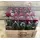 Rose Preserved   in "Decorative Bag ".
