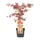 Acer palmatum 'Atropurpureum' in pot.