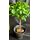 Ficus Microcarpa-Moclame (1) Φυτό Σε Ποιοτική Γλάστρα ή Καλάθι. (90)cm Ύψος "Twisted"