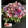 Exclusive Flower Arrangement in Glass. Very Special.