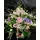 Exclusive flowers in glass. (flowers selected upon season and theme).