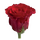 (21) Κόκκινα Τριαντάφυλλα υψ. 40-50 εκ.(Κεφάλι υψ. 3,5εκ πλ. 2,5εκ). Μπουκέτο με πρασινάδες !!! Προσφορά Εβδομάδας (Ολλανδικής Προέλευσης)