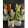 Sansevieria Cylindrica With Velvet Touch Colored Tops. In pot !!! Height appr. 30cm. (1) plant random colors. "Twisted"