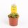 Drosera Aliciaea Plant Carnivorous (1) piece  in glass vase or ceramic pot with Decoration. Pot (9)cm.