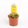 Drosera Aliciaea Plant Carnivorous (1) piece  in glass vase or ceramic pot with Decoration. Pot (9)cm.