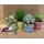 Succulents Set (4) pieces in Ceramic Colored Pots.