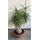 Φυτό Beaucarnea Nolina  ύψους περ. 1.80m. σε ποιοτική γλάστρα. Ηλικία (30+) έτη.