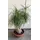 Plant Beaucarnea  height appr. 1.80m .in extra quality  pot. Very Exclusive (30+) years old plant..