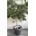 Plant Ficus "Twisted stem"  height appr. 3.50m .in extra quality  pot. Very Exclusive (30+) years old plant.