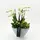 Valentine Phalaenopsis mini orchids arrnagement in premium ceramic (21cm pot*50cm total height) with Succulents and  decoration.