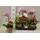 Phalaenopsis mini orchid arrnagement in ceramic with kalanchoe and valentine decoration. (Only for Athens-Attica Region)