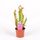 Sarracenia Judith Plant Carnivorous (1) piece  in glass vase or ceramic pot with Decoration. Pot (9)cm.