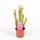 Sarracenia Judith Plant Carnivorous (1) piece  in glass vase or ceramic pot with Decoration. Pot (9)cm.
