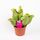 Sarracenia Purpurea Plant Carnivorous (1) piece  in glass vase or ceramic pot with Decoration. Pot (9)cm.