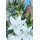 Baptismal "Boy". Flowers in Baskets Decoration.