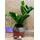 Zamioculcas plant in modern pot "Globee"