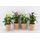 Φυτό Zandenteschia (calla). Ποτ, Γυάλινο ή Καλάθι 12cm ύψος 20cm. (1) Φυτό