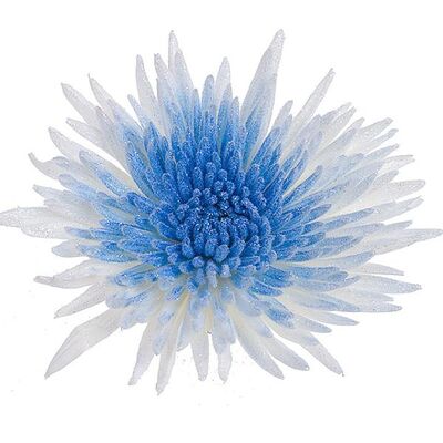 Chrysanthemums Single Heads Exclusive "Anastasia" or "Antonov"