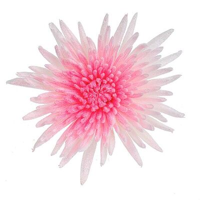 Chrysanthemums Single Heads Exclusive "Anastasia" or "Antonov"