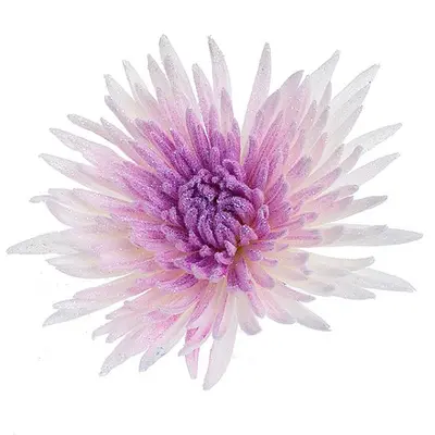 Chrysanthemums Single Heads Exclusive "Anastasia" or "Antonov"
