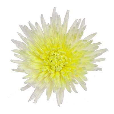 Chrysanthemums Single Heads Exclusive "Anastasia" or "Antonov"