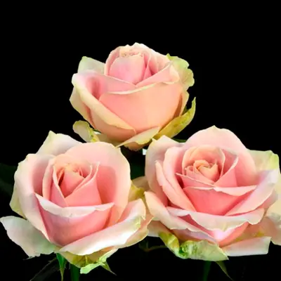 Pink Roses (21) stems Sweet or Peach Avalanche Dutch with Greens.