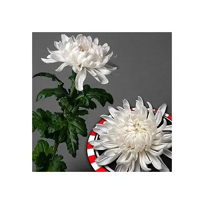 Chrysanthemums Single Heads Exclusive Antonov