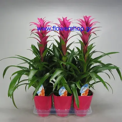 Φυτό Guzmania Freya Luxe σε κεραμικό ποτ