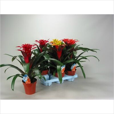 Guzmania Freya