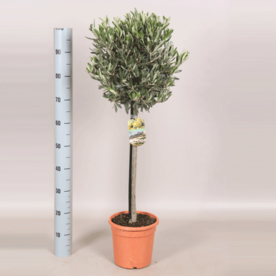 Olea Europaea Plant