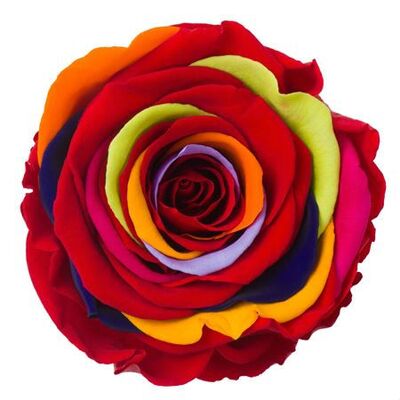 Rainbow Rose Big Head (preserved) In Arrangement with decoration.