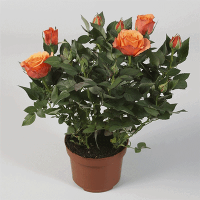 Rosa Kordana plants